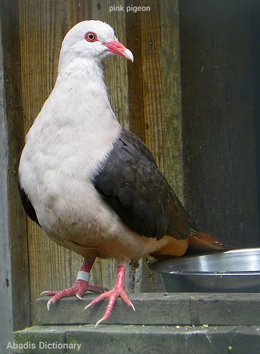 pink pigeon